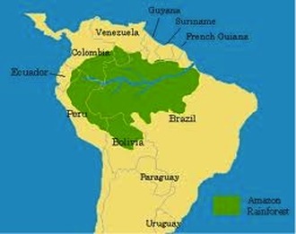 The Perfect Brazilian Vacation - Tropical Rain FOREST